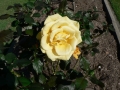 Rose 05