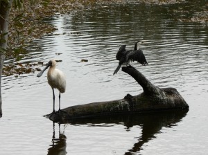 Egret and Cormorant
