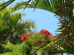 Ponciana and Palms