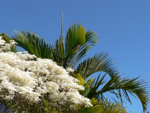 Flowers in Spring with Palms in Background