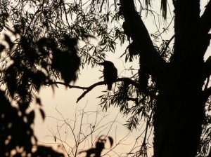 Evening Bird Silhouette