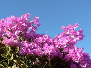 Spring Flowers