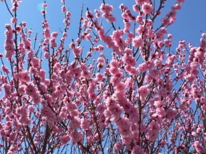 Cherry Blossoms