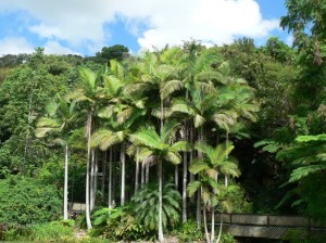 Rainforest Palms