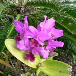 Purple Orchid