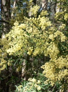 Australian Wattle