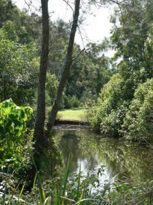 Peacefulness at the Pond