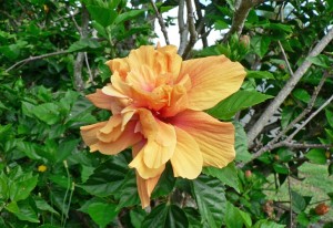 Hibiscus Flower