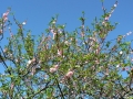 Country Garden 05