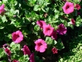 Country Garden 06