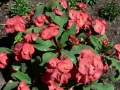 Country Garden 07