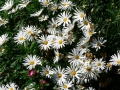Country Garden 08