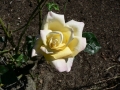 Country Garden 09