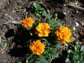 Country Garden 11