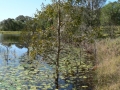 Country Lake 08