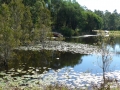 Country Lake 10