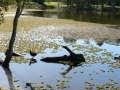 Country Lake 18