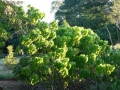 Early Light 12