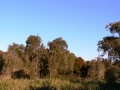 Early Light 19
