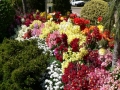 Flower Festival 03