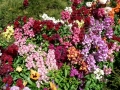 Flower Festival 04