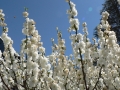 Flower Festival 05