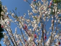Flower Festival 06