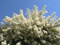 Flower Festival 08