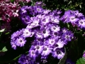 Flower Festival 09