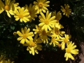 Flower Festival 10
