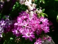 Flower Festival 11