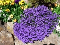 Flower Festival 12