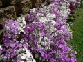 Flower Festival 14