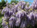 Flower Festival 15