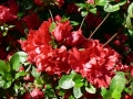 Flower Festival 17