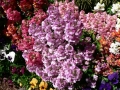 Flower Festival 18