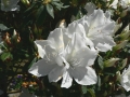 Flower Festival 20