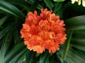 Flower Festival 24