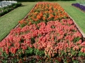 Flower Festival 27