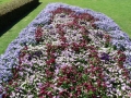 Flower Festival 28