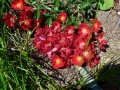 Late Spring 03