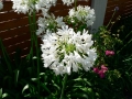Late Spring 04