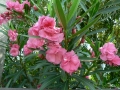 Late Spring 07