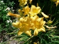 Late Spring 08