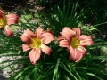 Late Spring 10