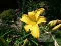 Late Spring 11