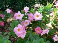 Late Spring 12