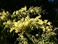 Morning Walk11