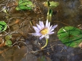 Morning Walk13