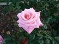 Rose 01
